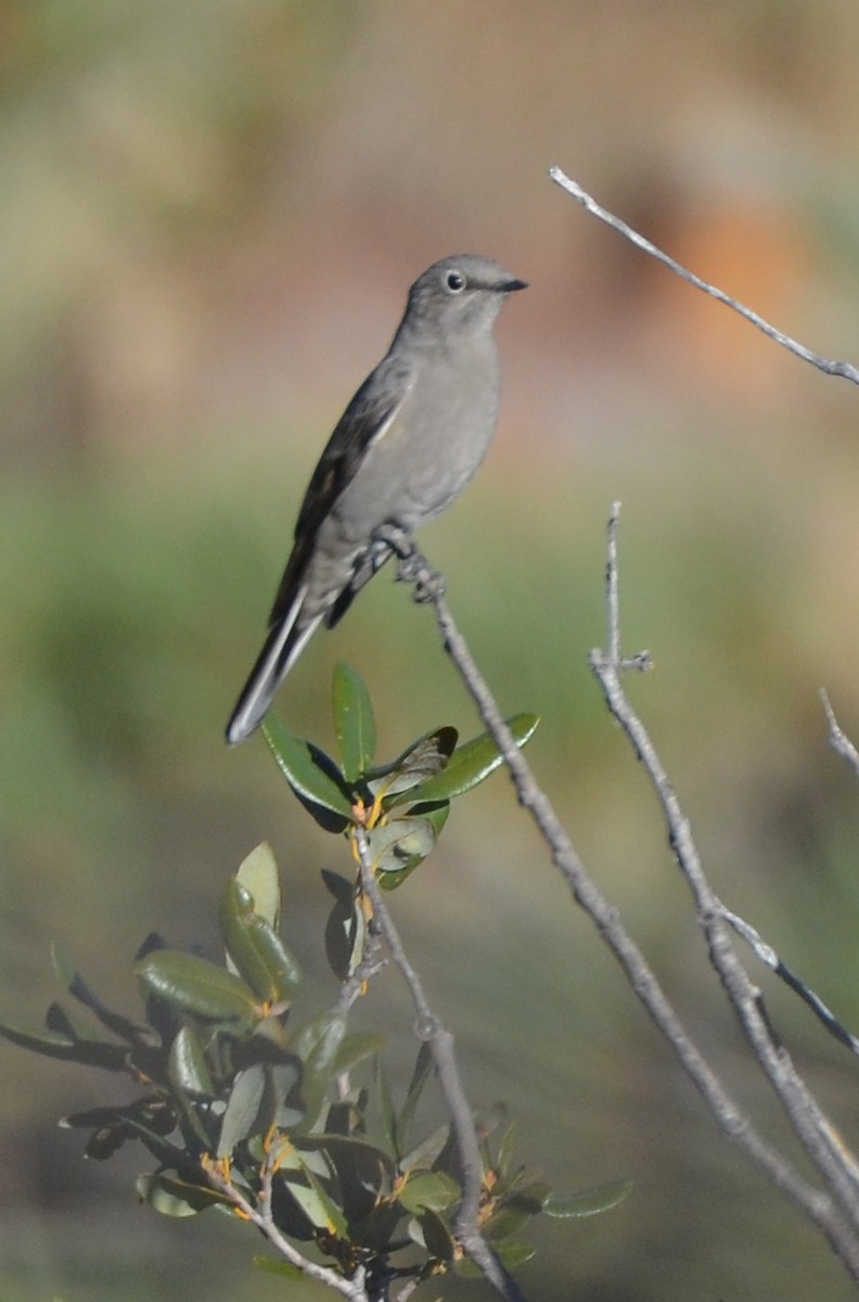 Townsend's Solitaire - ML75668071