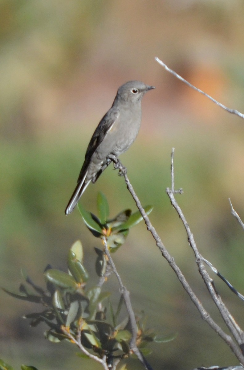 Townsend's Solitaire - ML75668081