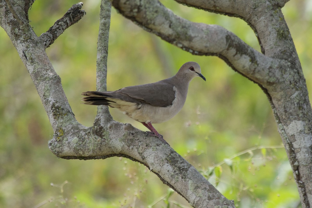 White-tipped Dove (decolor) - ML75668951