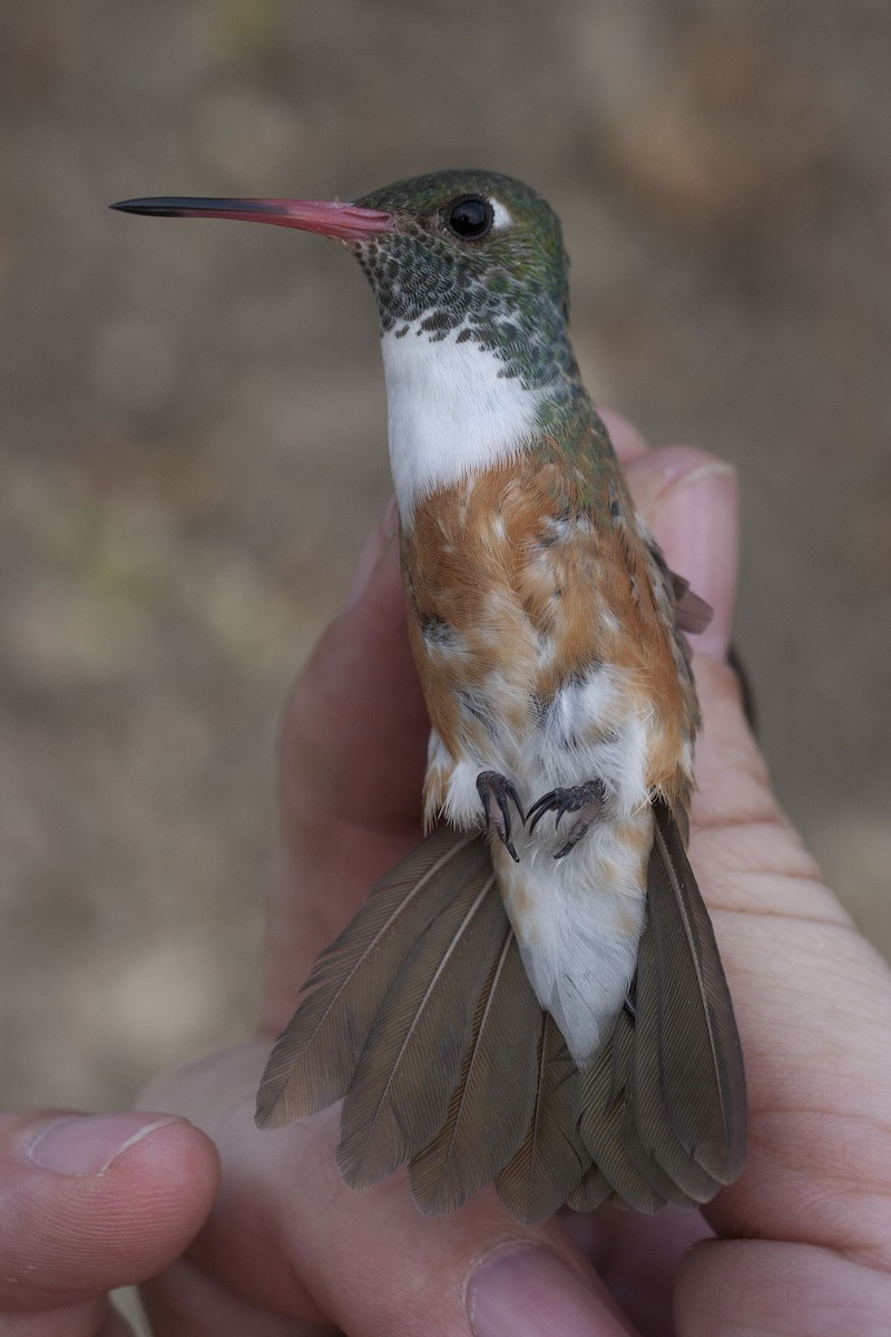 Amazilia Hummingbird (White-throated) - Kristof Zyskowski
