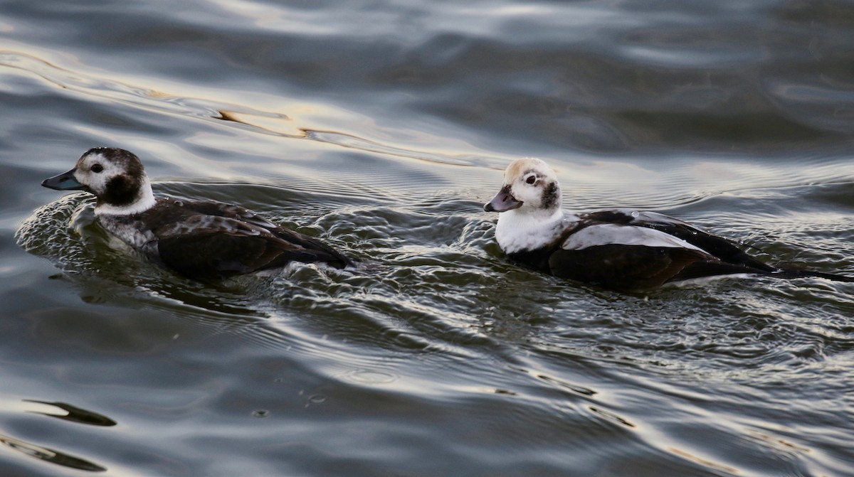 Long-tailed Duck - Katie Gooby