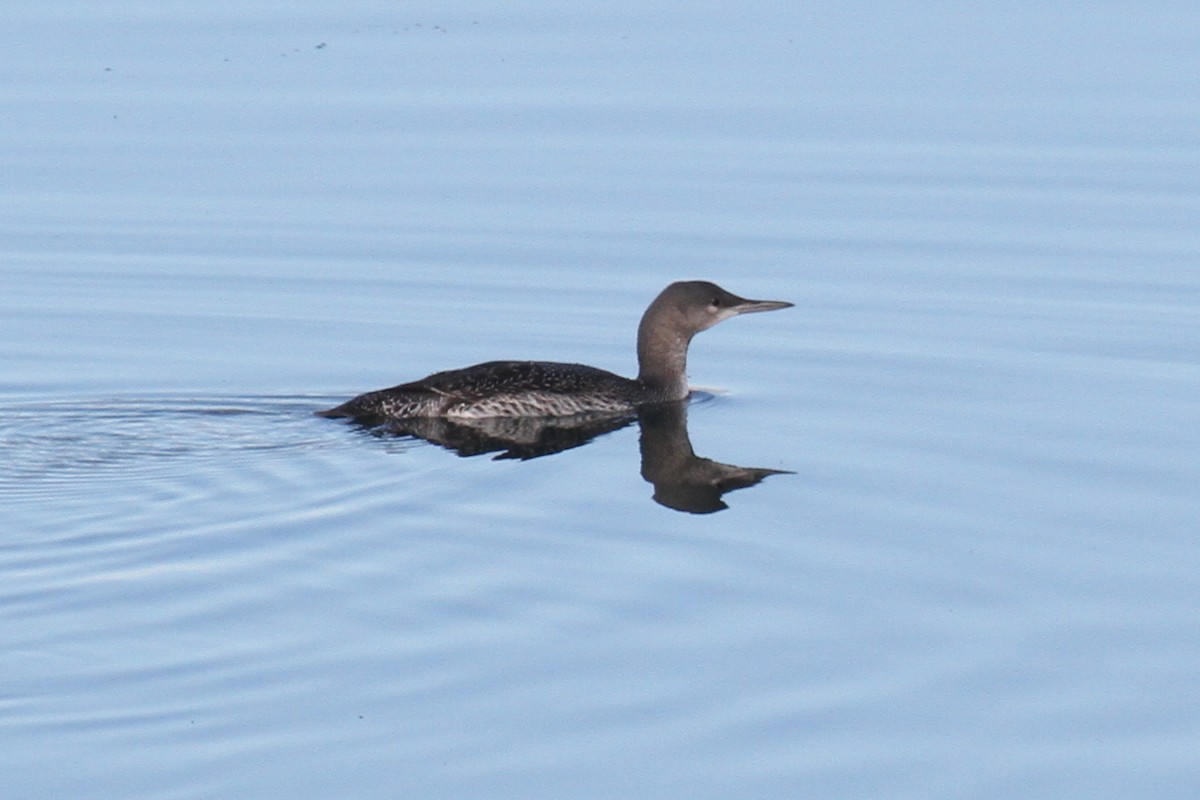Red-throated Loon - ML75673351