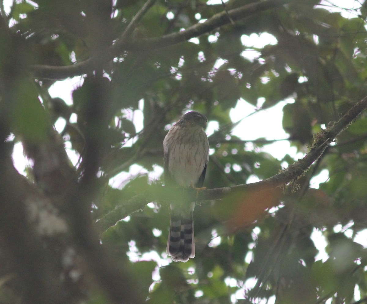 Double-toothed Kite - ML75673881