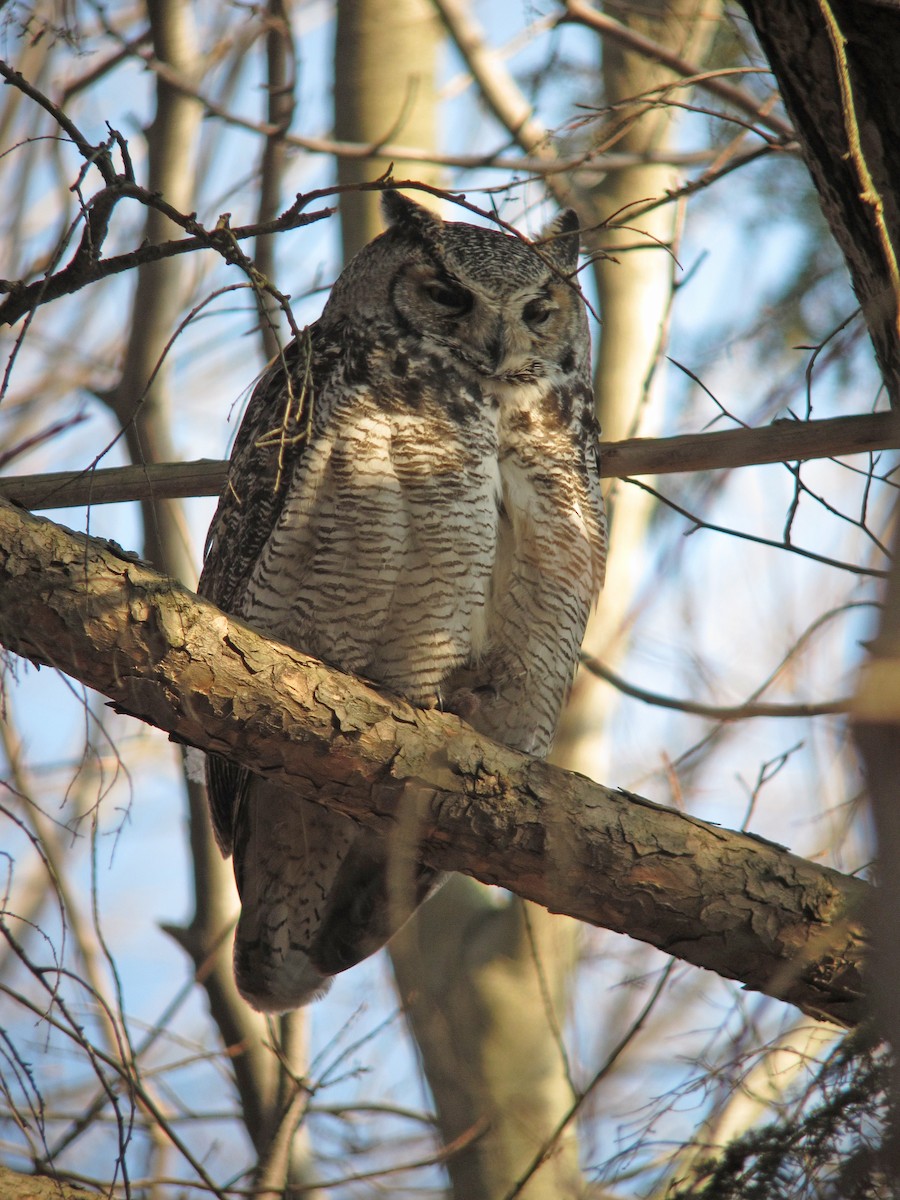 Great Horned Owl - Jean Iron