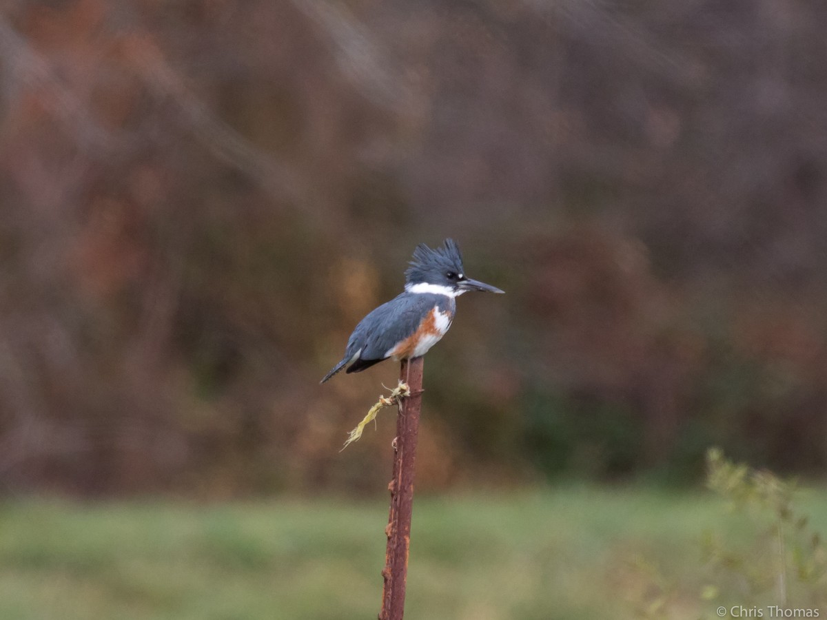 Belted Kingfisher - ML75678511