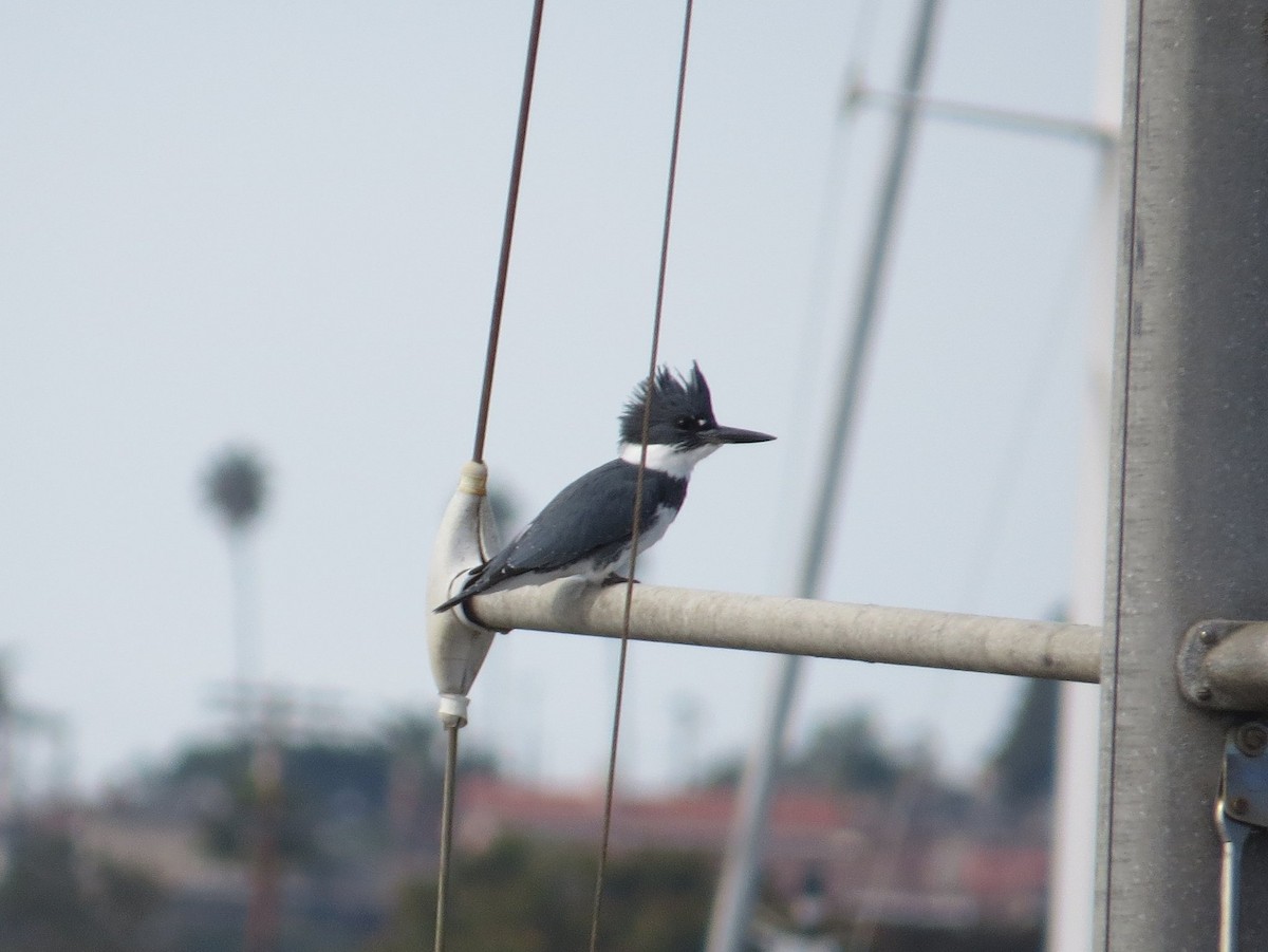 Belted Kingfisher - ML75679311
