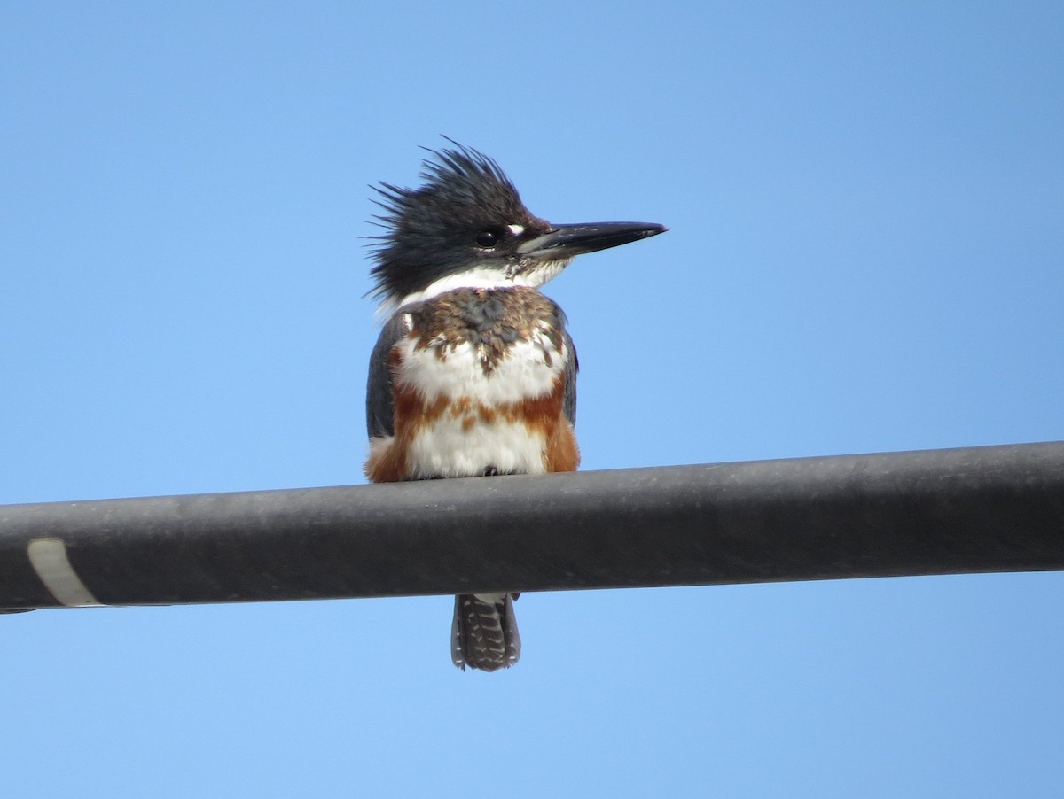 Belted Kingfisher - ML75679321