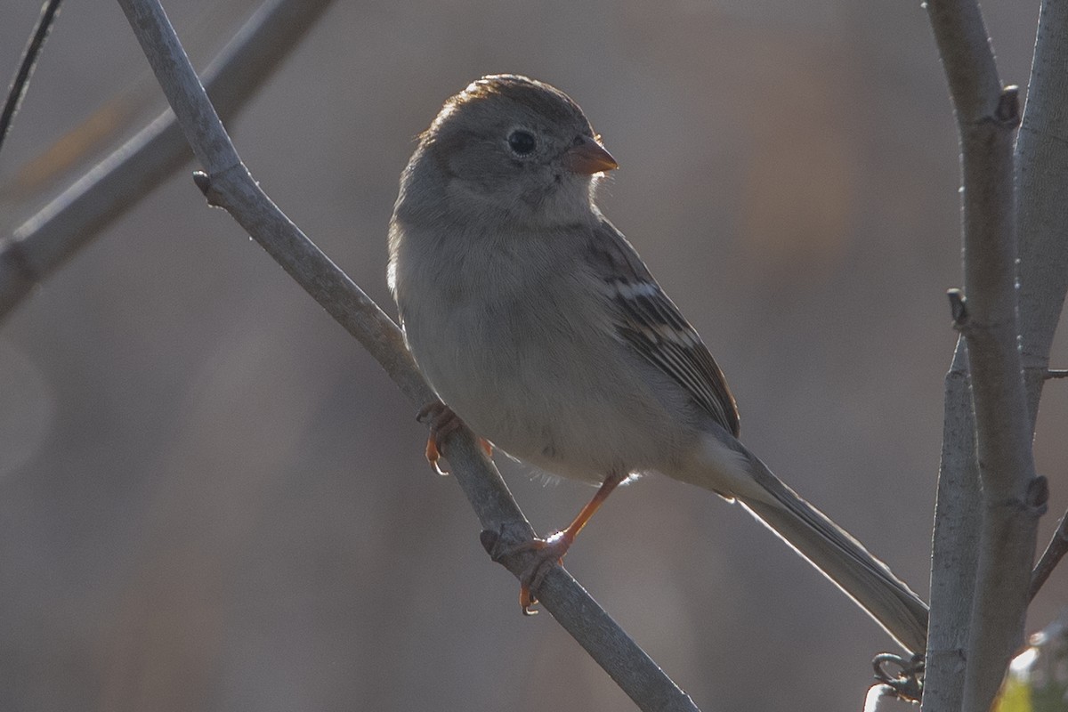 Field Sparrow - ML75679471