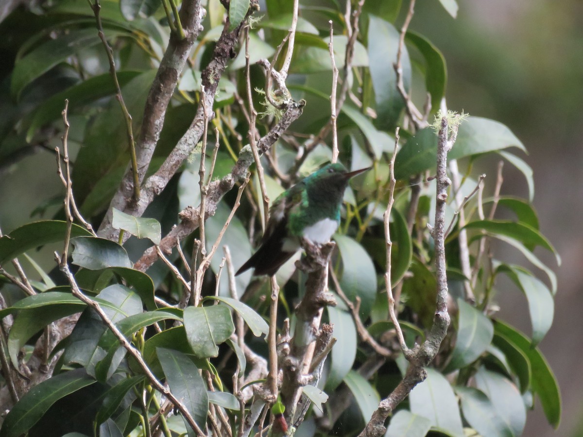 Snowy-bellied Hummingbird - ML75681861