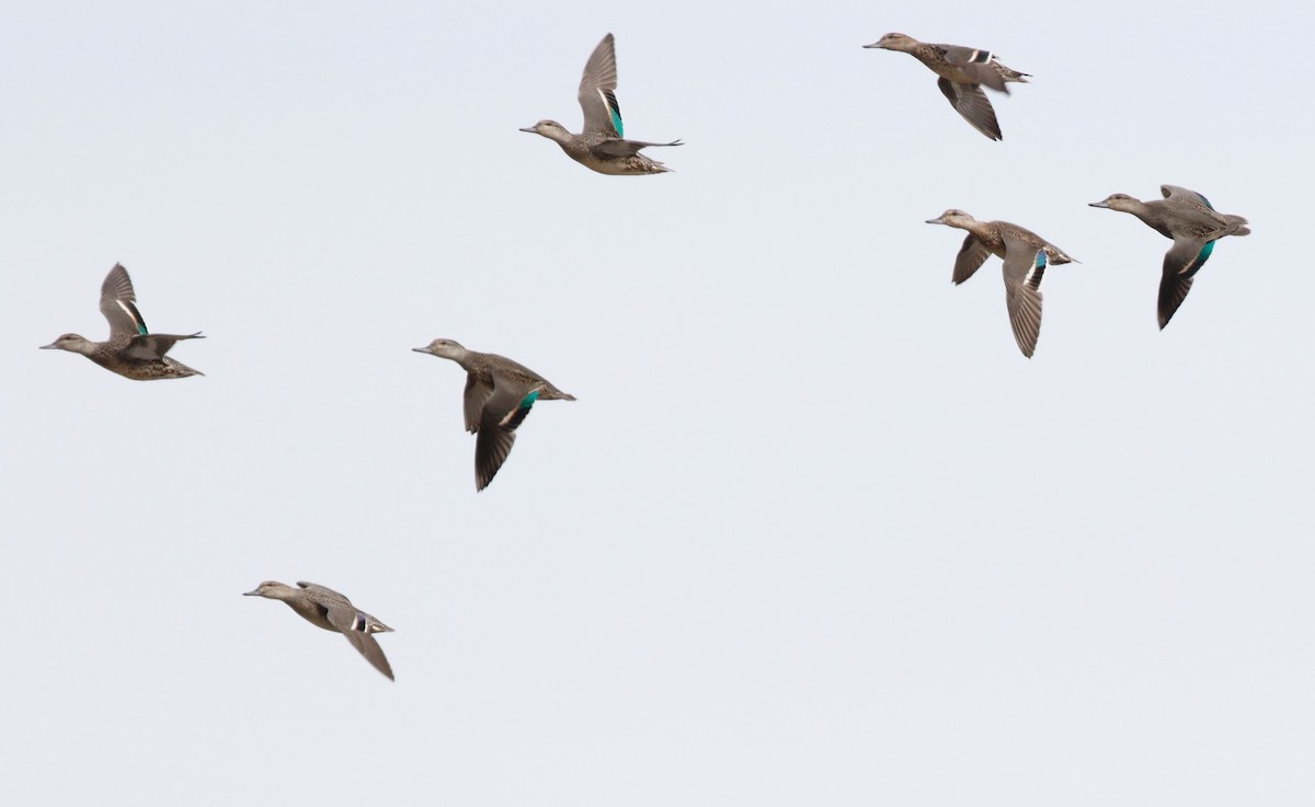 Green-winged Teal - Timo Mitzen