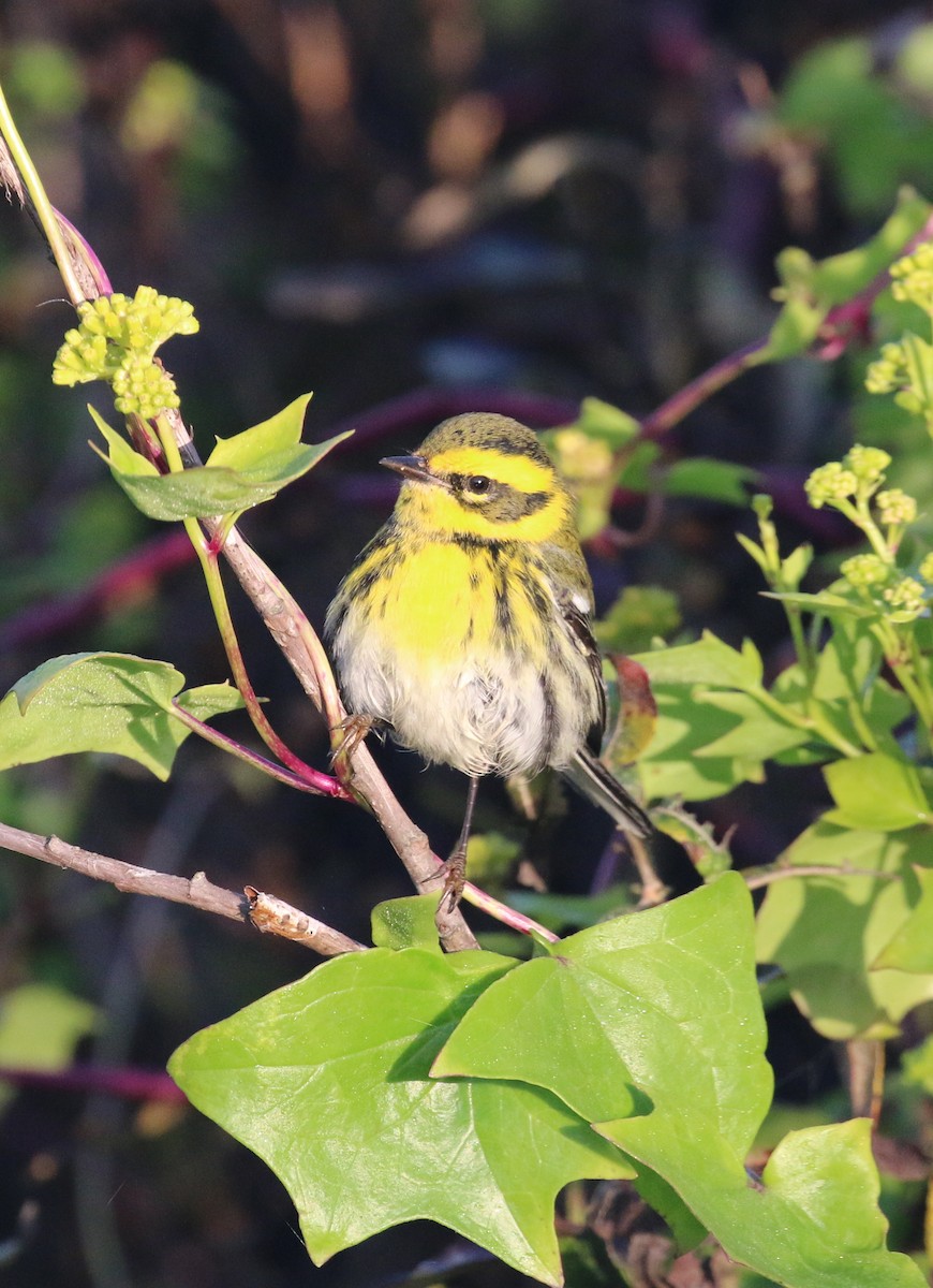 Townsend's Warbler - Pair of Wing-Nuts