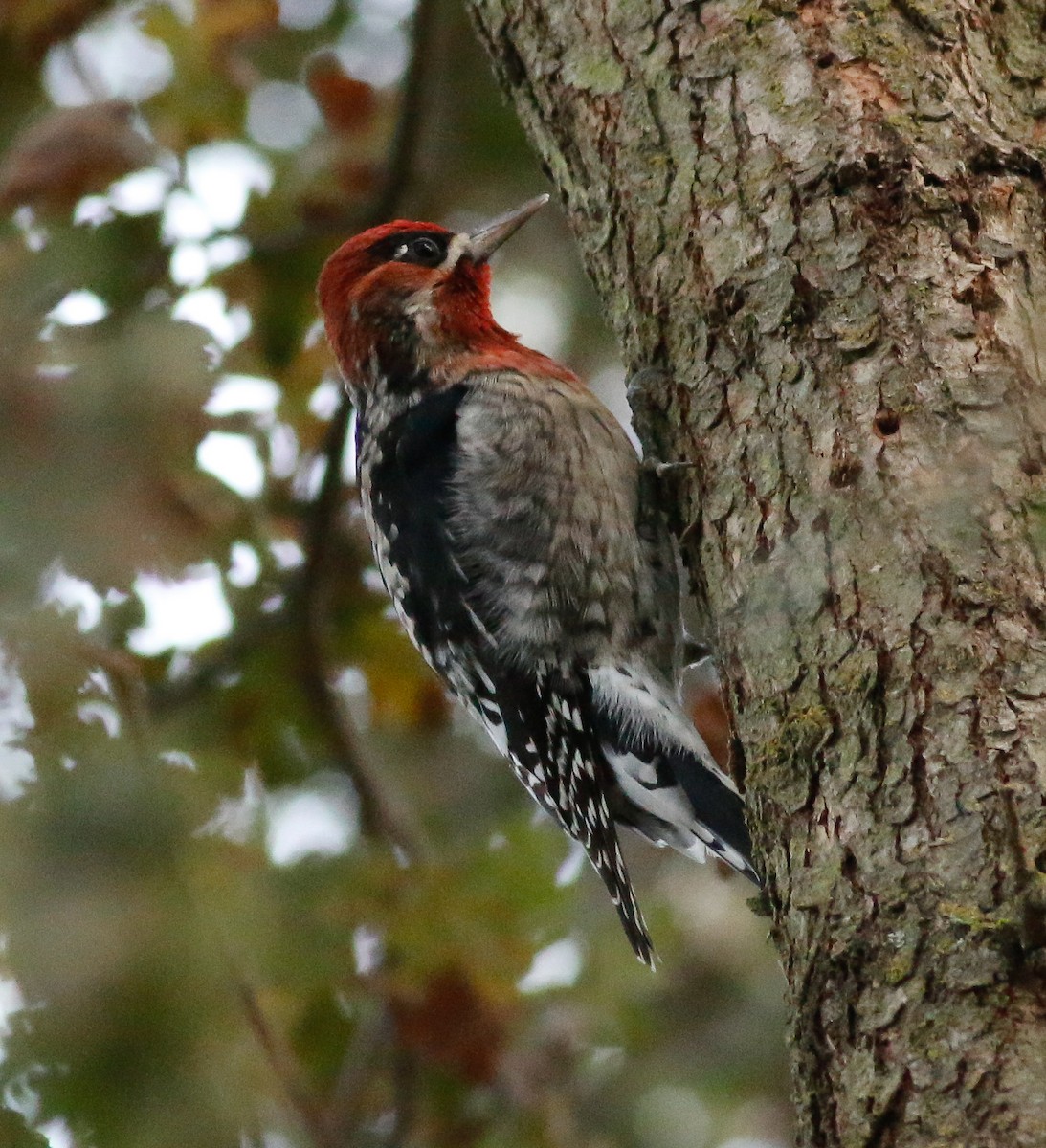 Red-breasted Sapsucker - Kirk Swenson