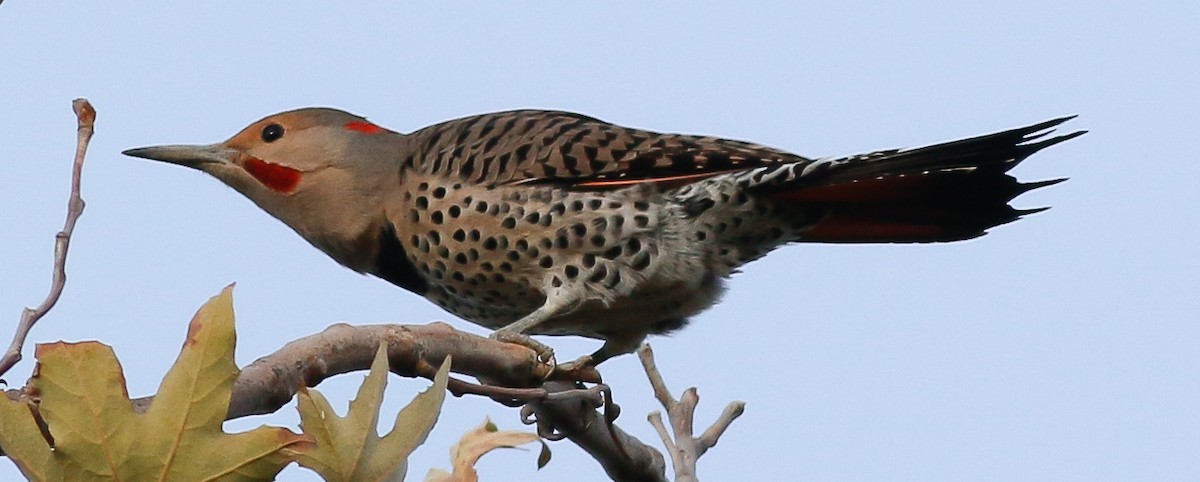 Northern Flicker (Yellow-shafted x Red-shafted) - Kirk Swenson