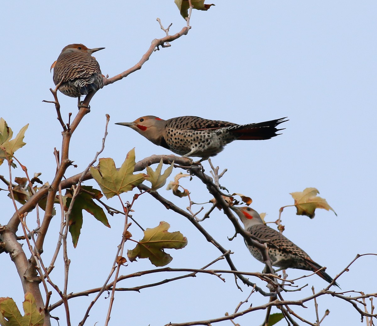 Northern Flicker (Yellow-shafted x Red-shafted) - Kirk Swenson