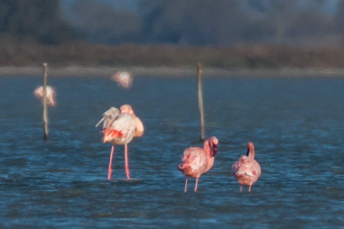 Lesser Flamingo - Raphaël Nussbaumer