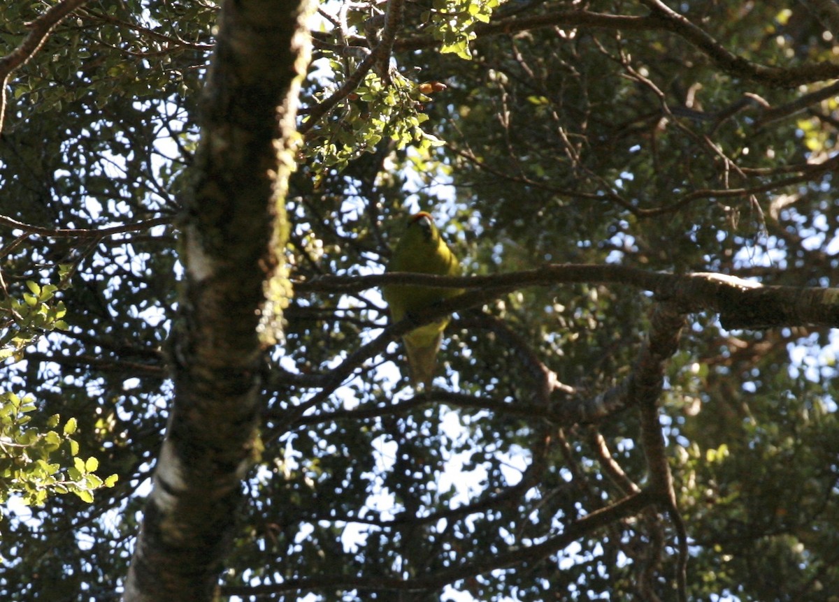 Yellow-crowned Parakeet - Anonymous