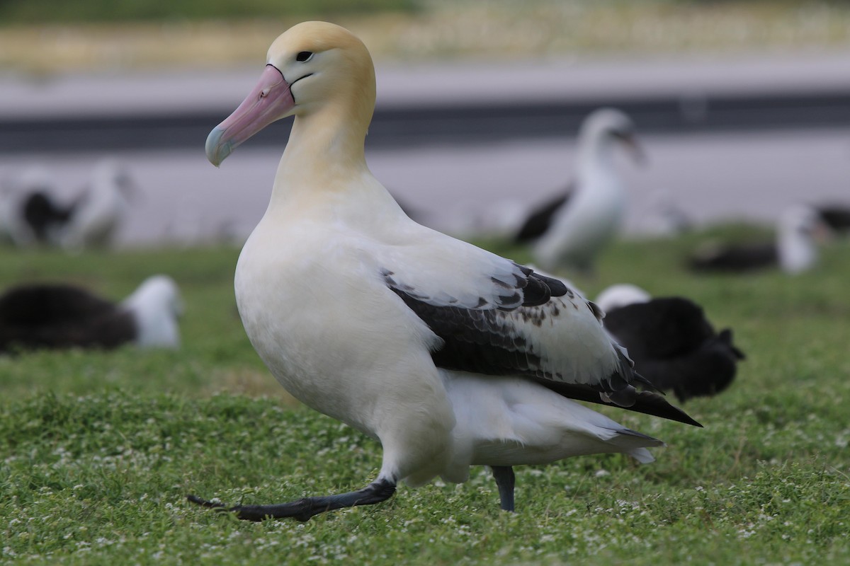 Short-tailed Albatross - Jonathan Plissner