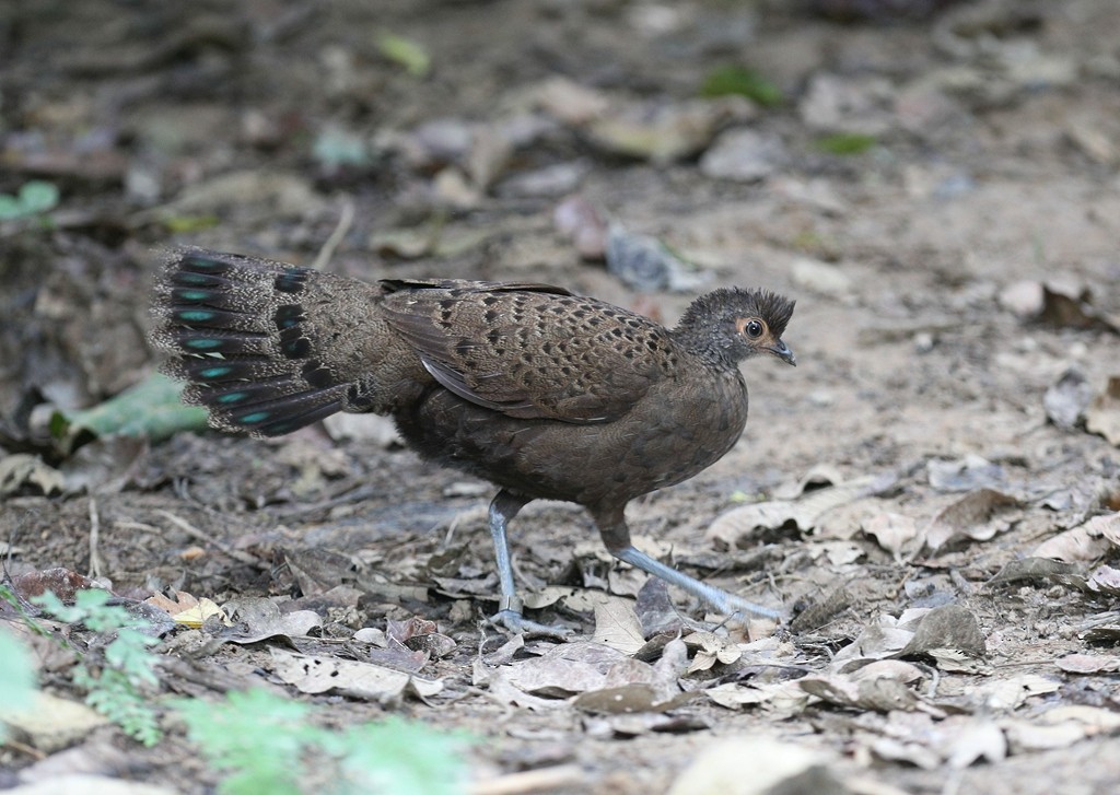 Malayan Peacock-Pheasant - Qiang Zeng
