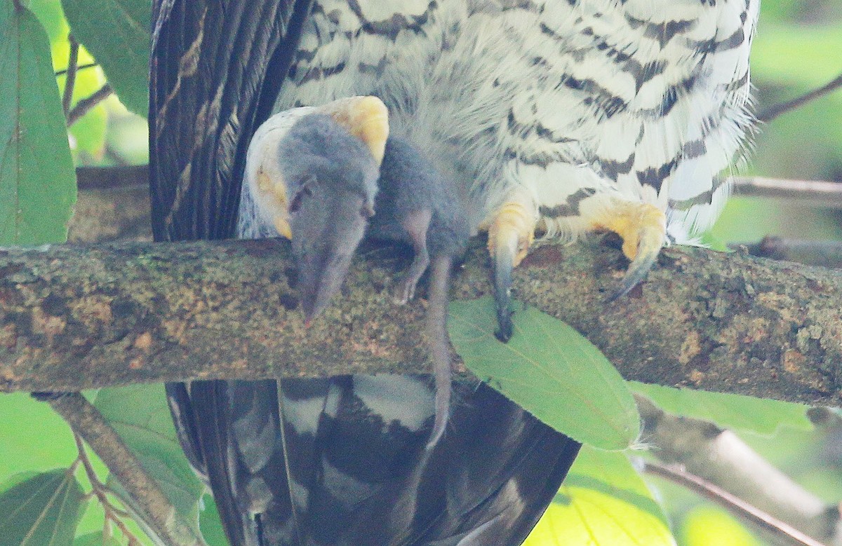 Barred Eagle-Owl - Neoh Hor Kee