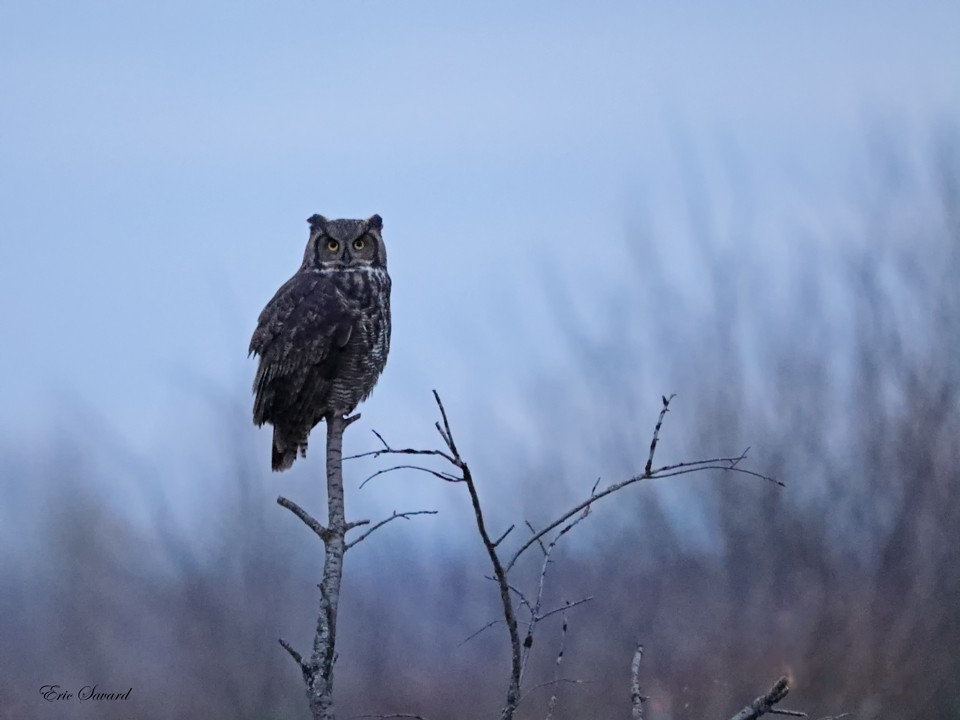 Great Horned Owl - ML75699111