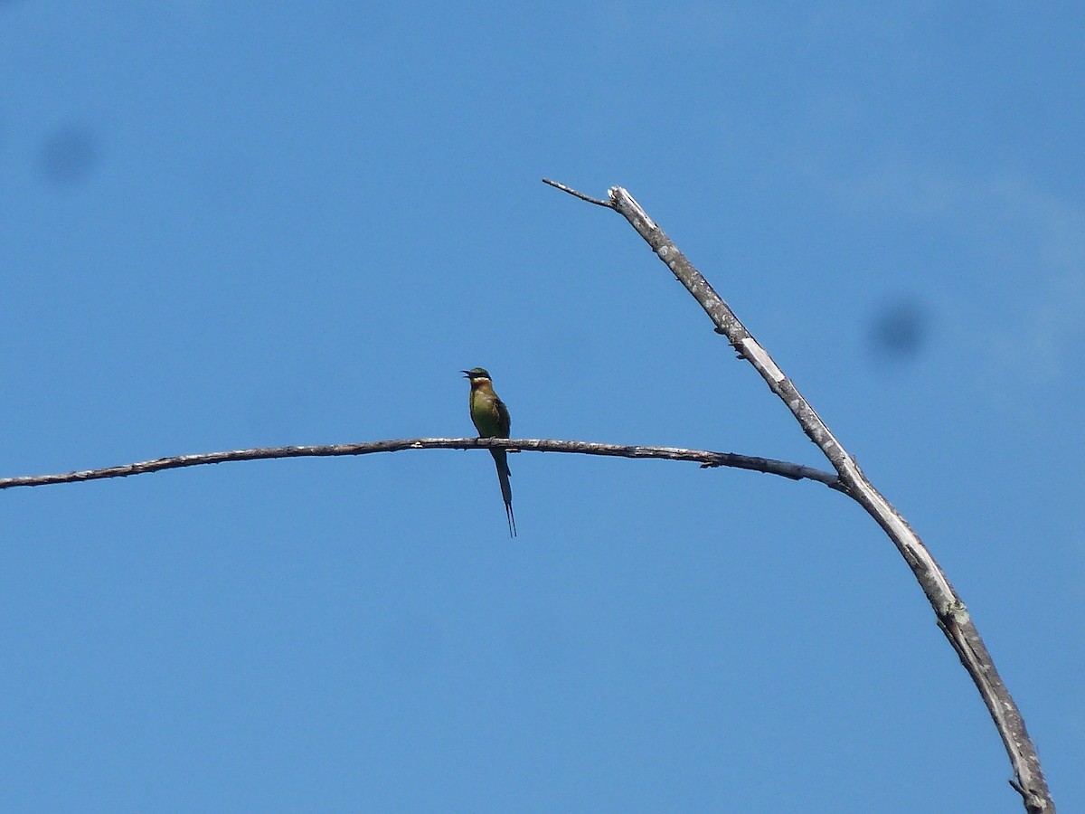 Blue-tailed Bee-eater - Doug Kibbe