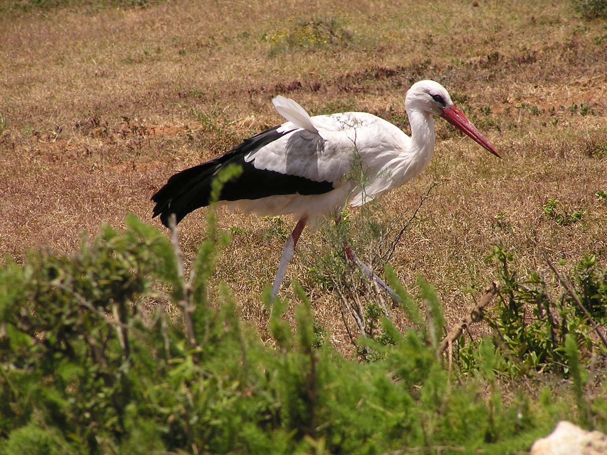White Stork - ML75700381