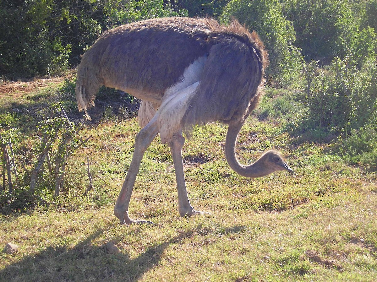 Common Ostrich - ML75700401