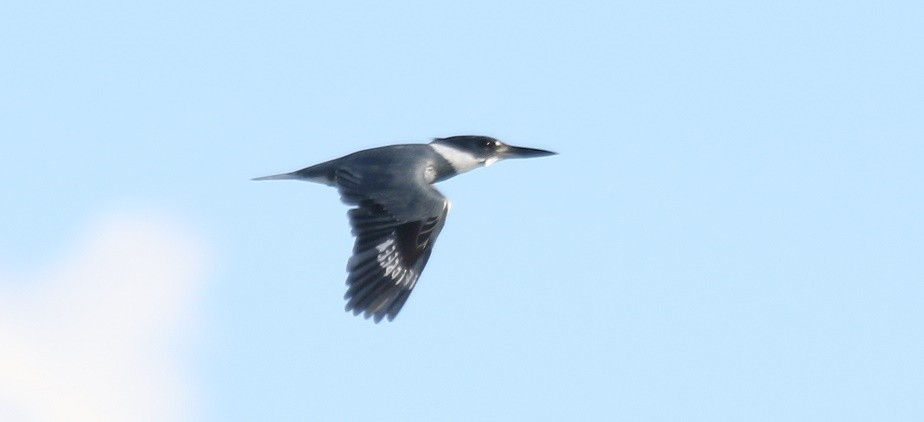 Belted Kingfisher - ML75701211