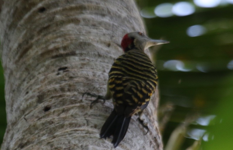 Hispaniolan Woodpecker - ML75701291