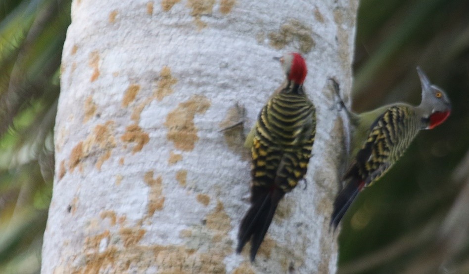 Hispaniolan Woodpecker - ML75701301