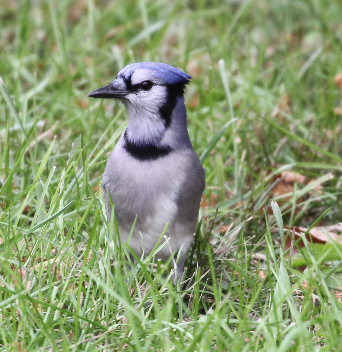 Blue Jay - Don Coons