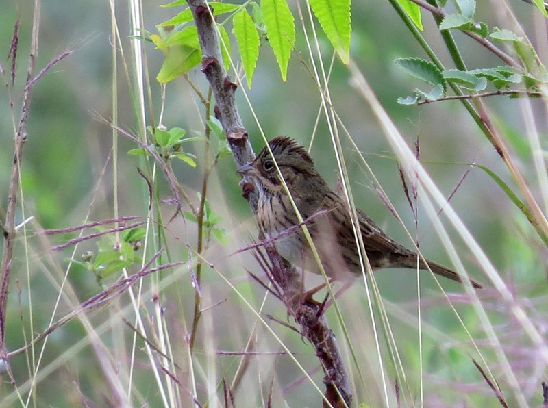 Lincoln's Sparrow - wendy wright