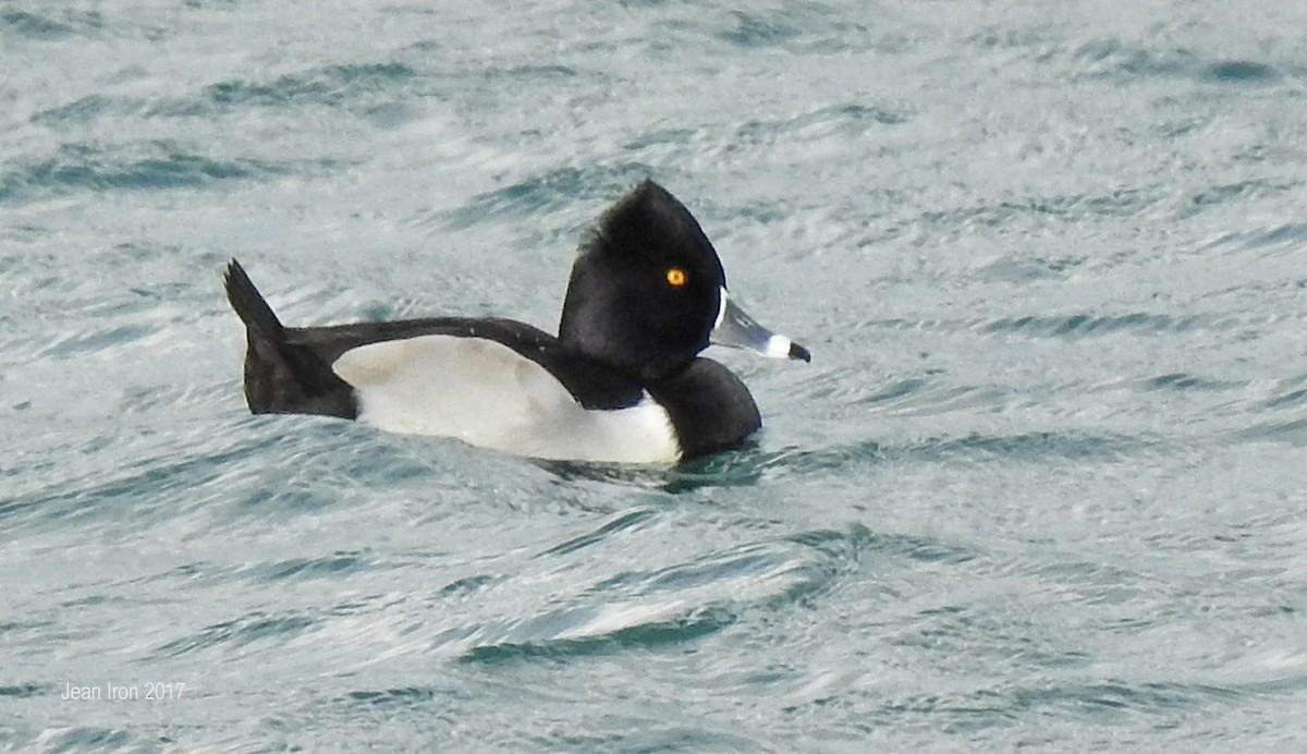 Ring-necked Duck - Jean Iron