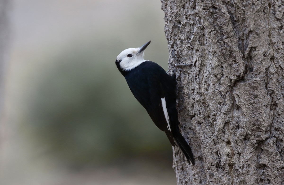 White-headed Woodpecker - Timo Mitzen