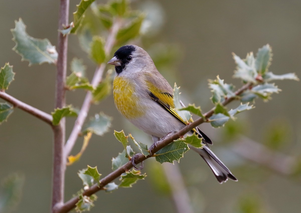 Lawrence's Goldfinch - ML75704291