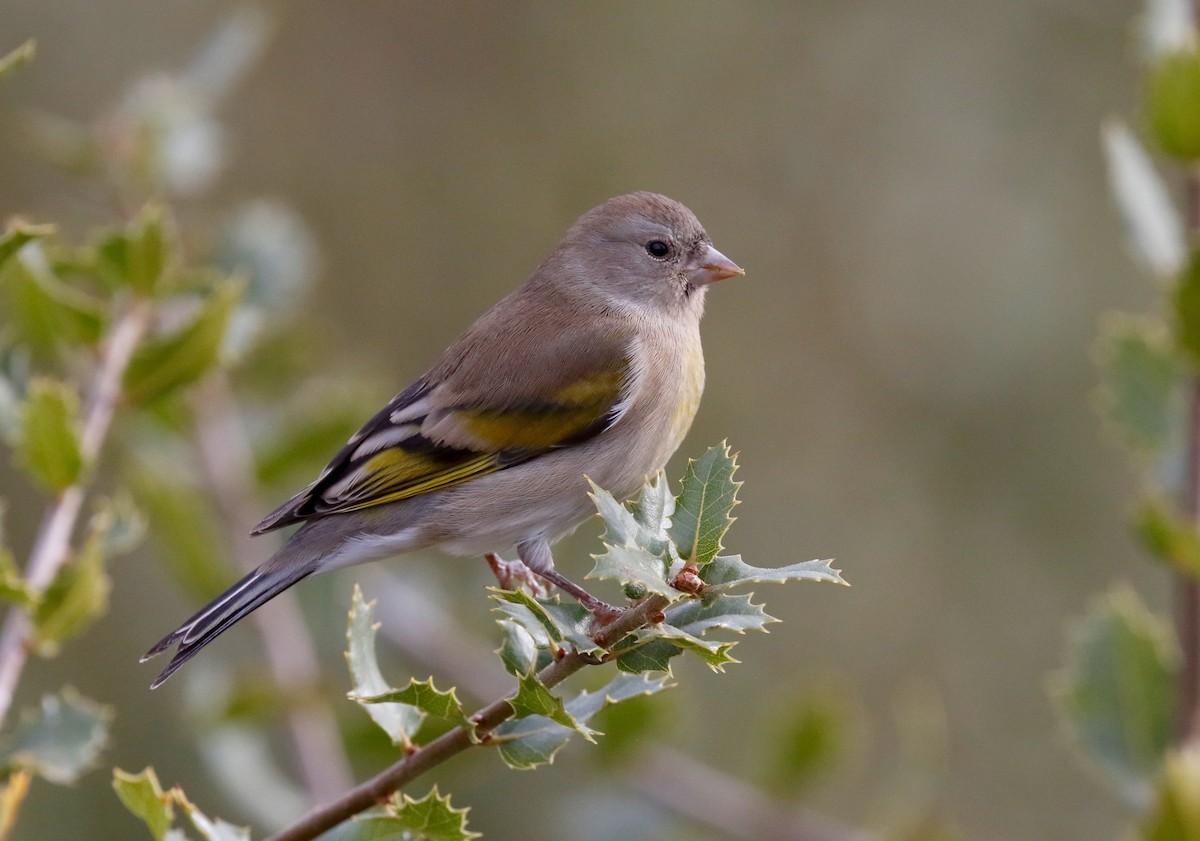 Lawrence's Goldfinch - ML75704311