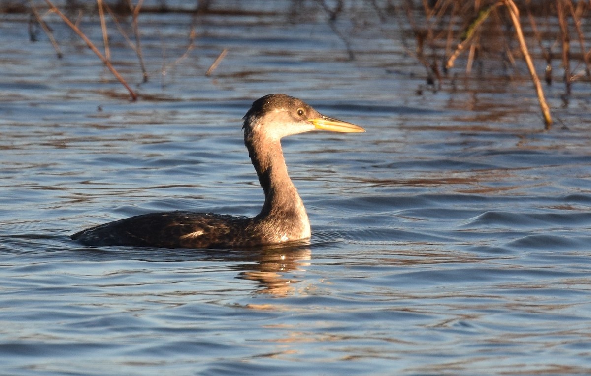 Red-necked Grebe - ML75705271