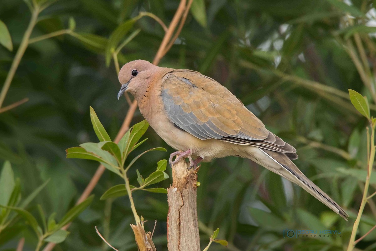 Laughing Dove - ML75706741