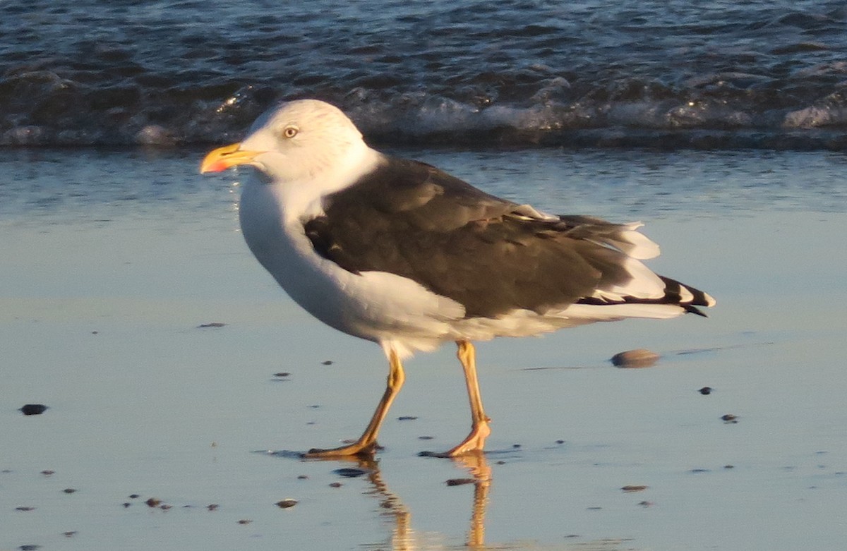 Lesser Black-backed Gull - M B