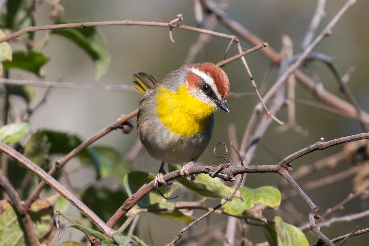 Rufous-capped Warbler - ML75713291