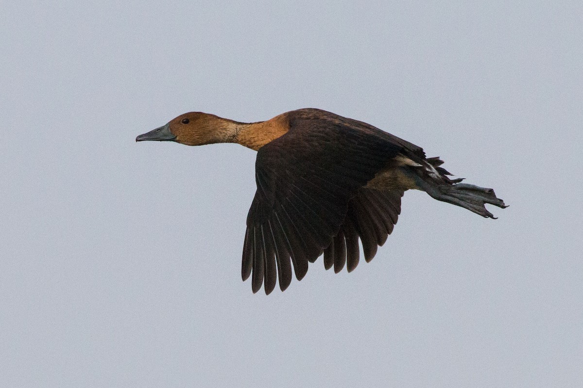 Fulvous Whistling-Duck - ML75713411