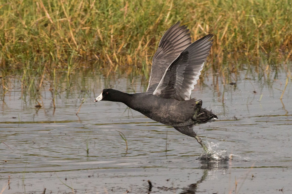 American Coot - Steve Metchis
