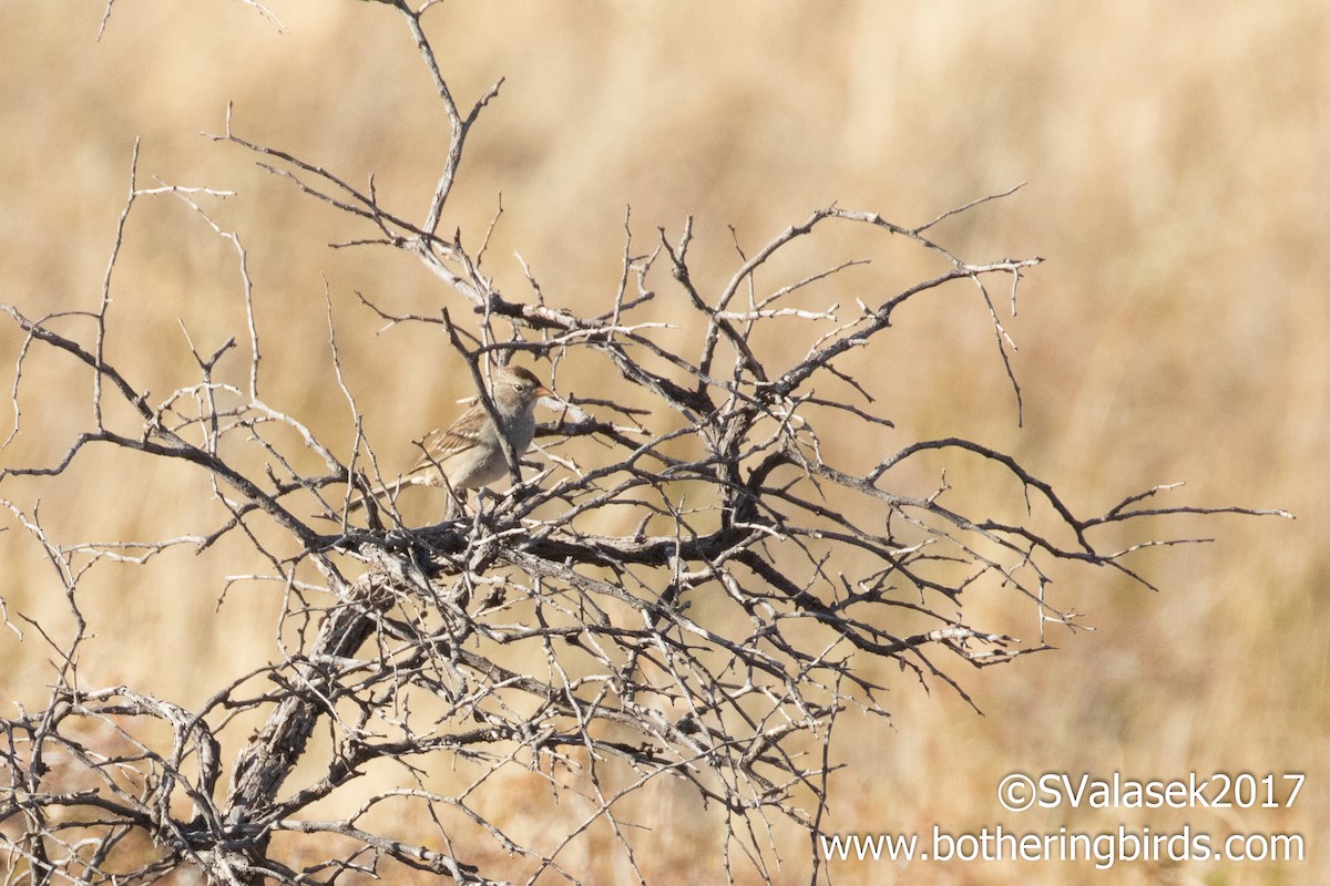 White-crowned Sparrow - Steve Valasek