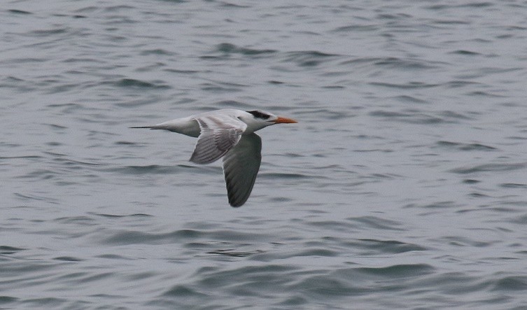 Royal Tern - ML75715301