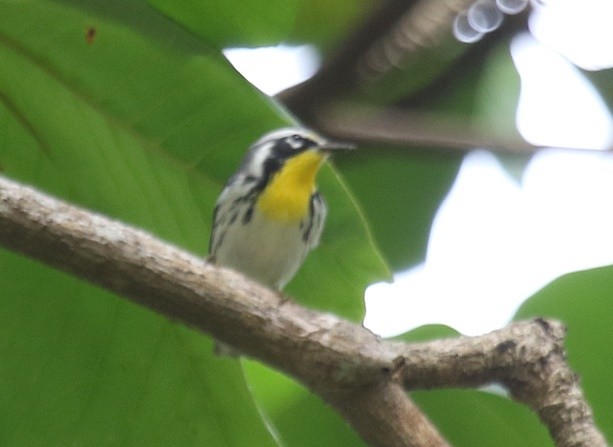 Yellow-throated Warbler - ML75715851