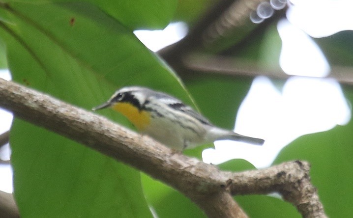 Yellow-throated Warbler - ML75715871