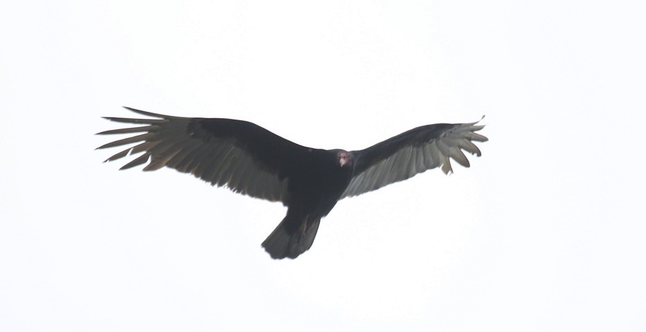 Turkey Vulture - David Funke