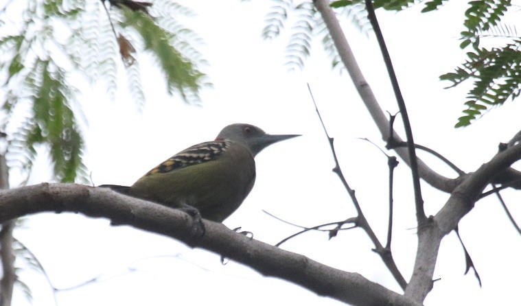 Hispaniolan Woodpecker - ML75716121