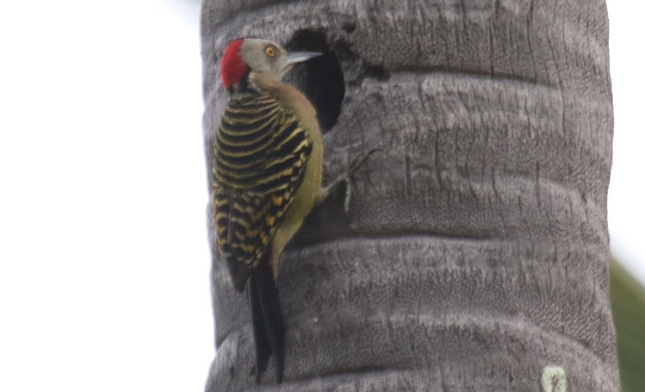 Hispaniolan Woodpecker - ML75716601