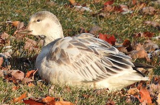Snow Goose, ML75716651